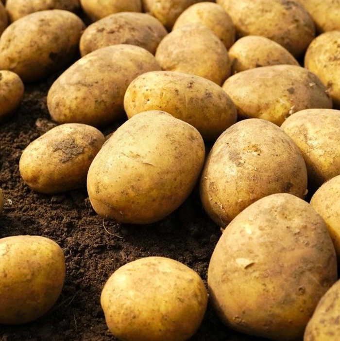 Какие сорта картофеля самые популярные