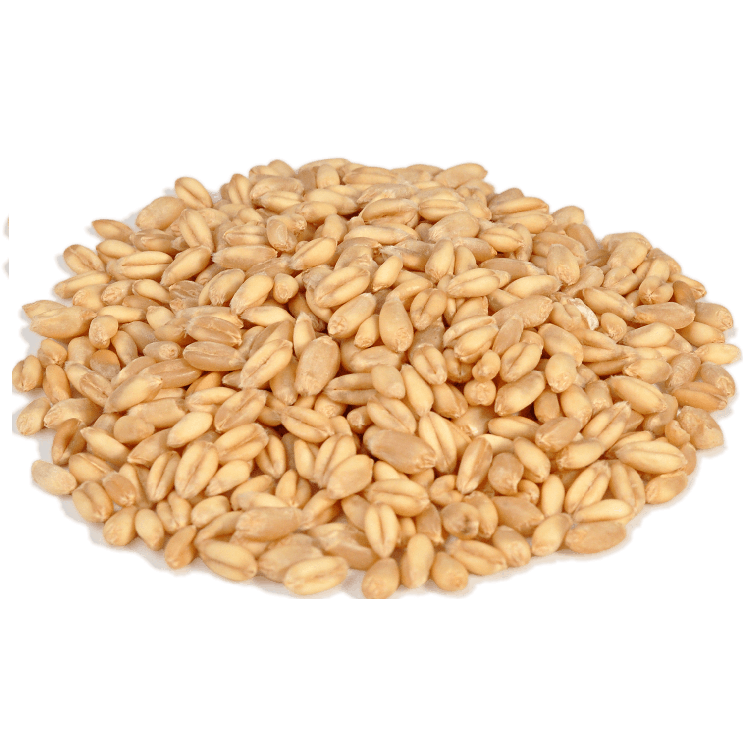 Пшеница озимая, фото 1