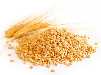 Пшеница яровая, фото 1
